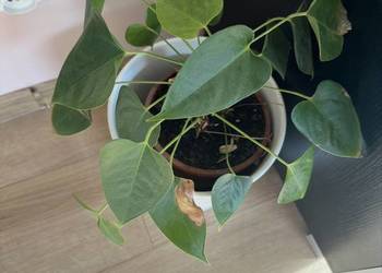 Piękny kwiatek z osłonką i doniczką