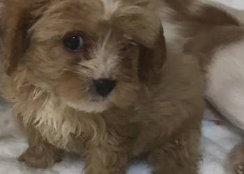 Cavapoo cavoodle szczeniaki malutkie cavalier/pudel toy