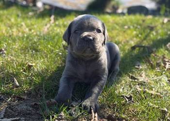 Szara suczka Cane Corso ZKwP/FCI