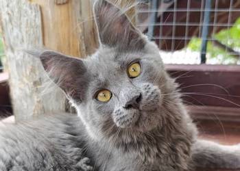 Niebieski Maine Coon - FPL