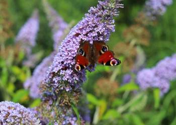 BUDLEJA BUTTERFLY CANDY LITTLE LILA - sadzonki w doniczkach