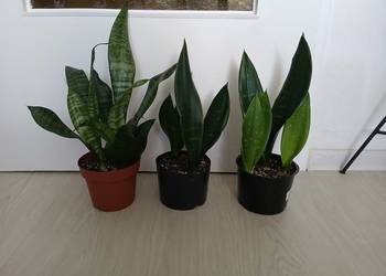 Sansevieria sanseweria black diamond i zeylanica compacta