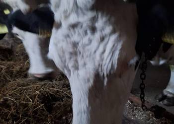 Sprzedam krowę mleczną