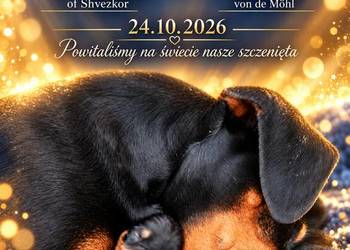 PINCZER ŚREDNI NIEMIECKI -  rezerwacje na szczenięta
