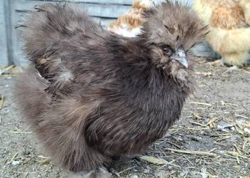 Jajka lęgowe po stadzie ze zdjęć