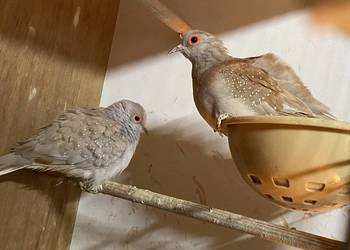 Gołąbki diamentowe