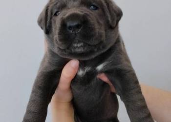 Cane Corso Italiano