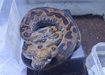 Boa BCI Samica Blueberry