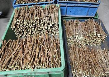 Sztobry patyki czarnej porzeczki