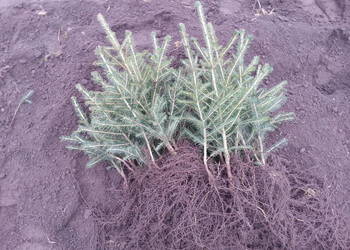 Świerk pospolity 2/2 40 cm - 70 cm