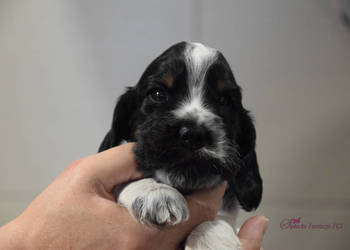 Cocker Spaniel Angielski - BonBon