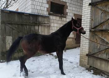 Ogier Małopolski Dolar