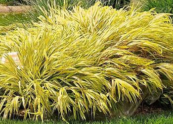 hakonechloa-trawa ozdobna