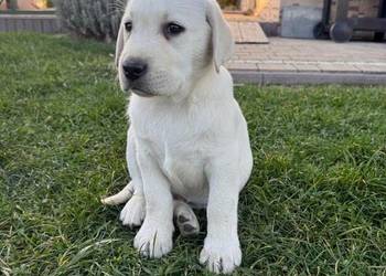 Labrador czarne szczeniaczki