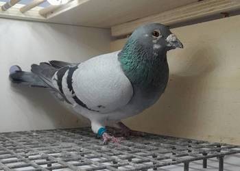 Samiec z rozpłodu Fienieke 5000