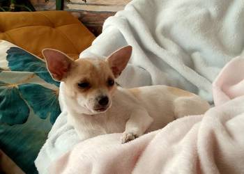 Chihuahua dziewczynka