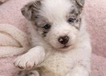 Border Collie szczeniak piesek