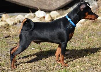 Pinczer miniaturowy ZKwP FCI - przebadany piesek