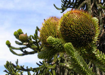ARAUKARIA CHILIJSKA Araucaria araucana - NASIONA 5 szt.- 10g