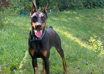 Doberman suka