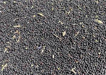 Rzepak na pasze 2025