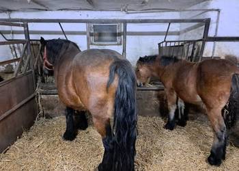 Sprzedam konie zimnokrwiste