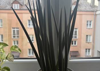 Sansewieria wężownica roślina doniczkowa
