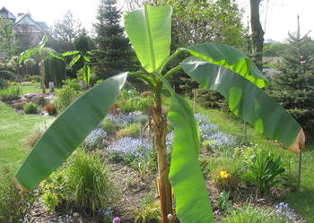 BANANOWCE , BAMBUSY, KAKTUSY, GUNNERA I.T.P