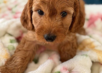 Cockapoo f1b śliczne szczenięta