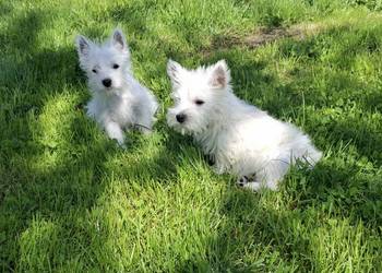 West highland white terrier