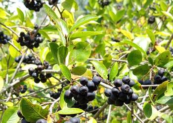 Aronia z własnej uprawy
