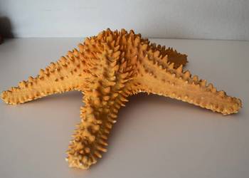 Rozgwiazda - Szkarłupień , dużych rozmiarów 31 - 32 cm