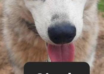 Suczka Syberian husky