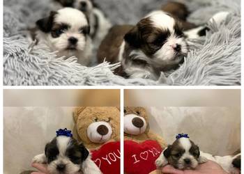 Shih TZU suczki tricolor