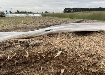 Kiszonka z kukurydzy