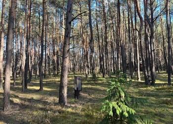 Syndyk sprzeda udział 1/2 w działce w Nowym Żabieńcu