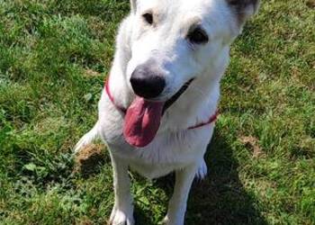 Biały owczarek szwajcarski