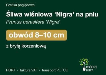 Śliwa wiśniowa 'Nigra' na pniu obwód 8-10 cm, z bryłą – HURT