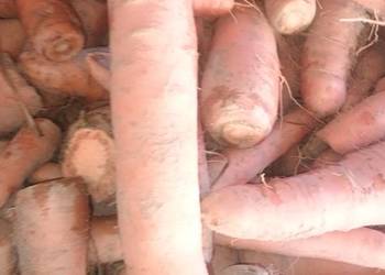 Marchewka odpadowa i jadalna