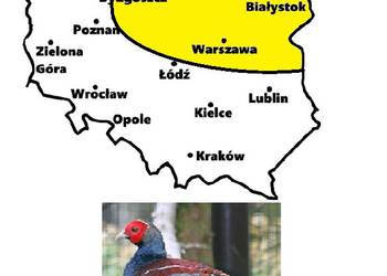 Sprzedam Bażanty Humeo (Bażant) z 2026r. WYSYŁAM - Samice