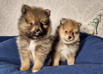 Szpic miniaturowy Pomeranian