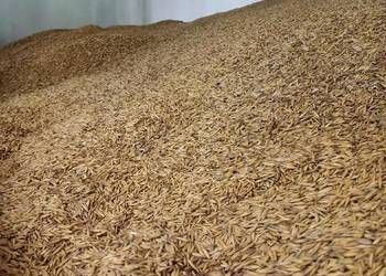 Sprzedam owies, odmiana Rambo z 2025r.