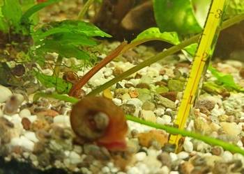 Ślimaki do akwarium Ślimaki do akwarium