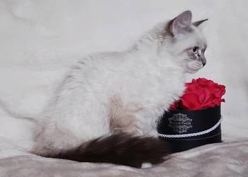 Koty Syberyjskie Neva Masquerade - NINJA ZKolakowegoDomu*PL