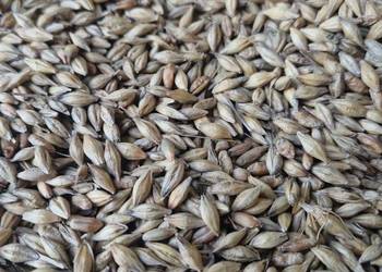 Jęczmień ozimy sprzesam