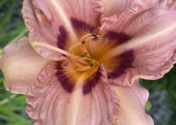 Liliowiec Mix Kolorów