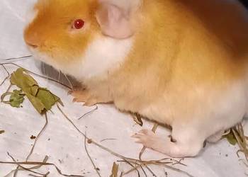 TEDDY DWIE ŚWINKI MORSKIE SAMCZYKI 5,5MIESIECZNE KLATKA 100CM 6 KILO VERSEL