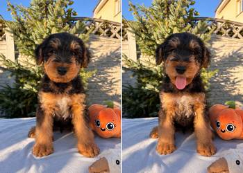 Airedale Terrier szczenięta ZKwP/FCI