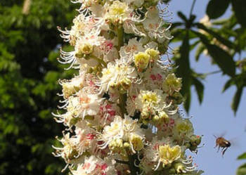 KASZTANOWIEC ZWYCZAJNY Aesculus hippocastanum - NASIONA 8 sztuk - 100g.