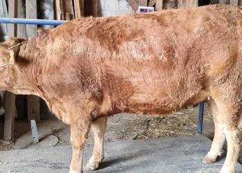 Jałowica cielna mięsna  limousine hereford  czerwona wysokocielna LM